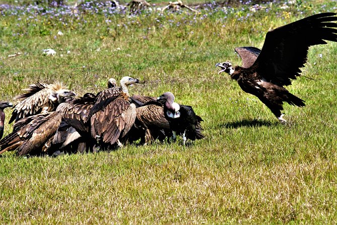 Nepal Birding - Bird species to watch for: raptors, forest birds, and signature chances