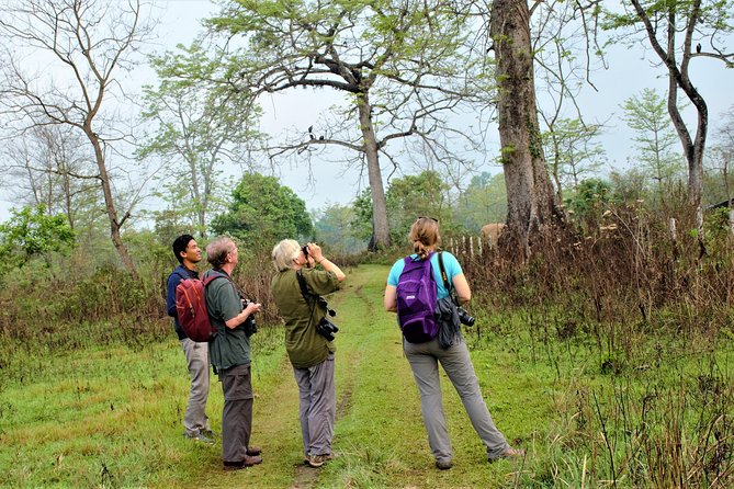 Nepal Birding - The Chitwan option and why Gadhi-Siraichuli matters