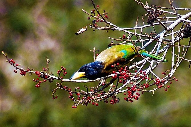 Nepal Birding - Fitness, weather, and how to make birding feel easy