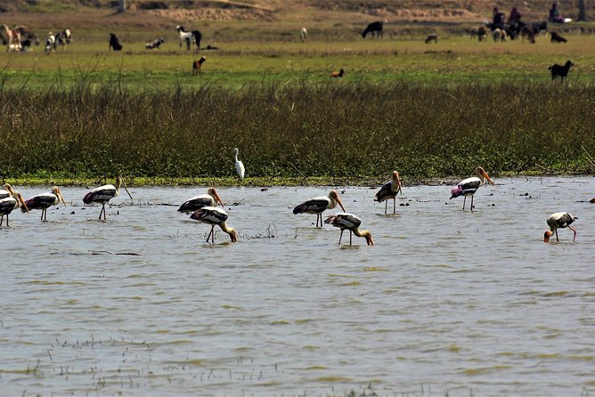 Nepal Birding - How the day runs: pickup, timing, and planning your start