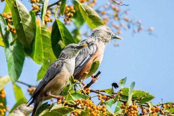 Phulchoki bird-watching tour - Key highlights you should know